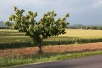 http://www.mathildemestrallet.com/files/gimgs/th-88_04-IMG_9644.jpg