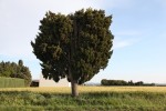 http://www.mathildemestrallet.com/files/gimgs/th-88_13-IMG_9680.jpg